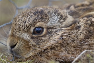 European brown hare (Lepus europaeus) juvenile baby leveret animal portrait, Suffolk, England,