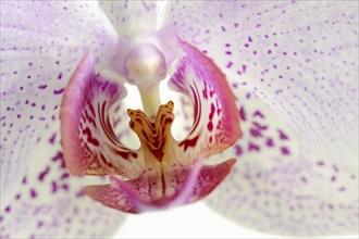 Butterfly orchid (Phalaenopsis), flower, houseplant, North Rhine-Westphalia, Germany, Europe