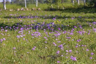 Meadow with Bird's-eye primrose (Primula farinosa) in bloom a sunny summer day