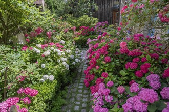 Hydrangea in bloom in the front garden of an old Franconian farmhouse, Ödenberg, Middle Franconia,