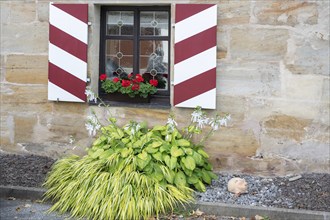 Blooming hosta in front of a window, Franconia, Bavaria, Germany, Europe