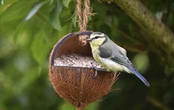 Young tit eating sunflower seeds from a coconut