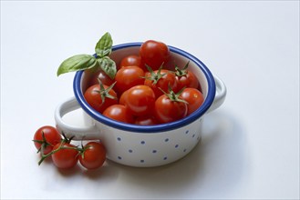 Cherry tomato in pot, cherry tomato, Solanum lycopersicum