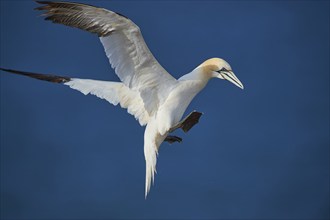 Close-up of Northern gannet (Morus bassanus) in spring (april) on Helgoland a small Island of