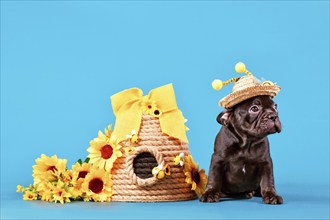 Black French Bulldog dog puppy with bee costume hat with antlers sitting next to beehive and