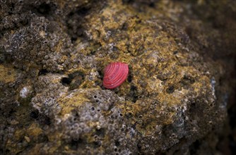 Red shell on the beach, Praia da Dona Ana, Lagos, cliffs, Atlantic Ocean, Algarve, Portugal, Europe