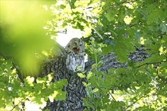 Yawning tawny owl, June, Germany, Europe