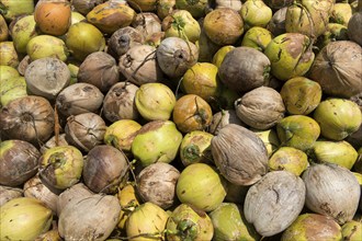 A pile of fresh coconuts, fruits of the coconut palm (Cocos nucifera), for the production of copra,