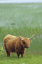 Brown Highland cow in high reeds on the shore of a lake in front of a green meadow, Mull, Inner