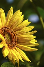 Sunflower (Helianthus annuus) with water droplets, July, Saxony, Germany, Europe