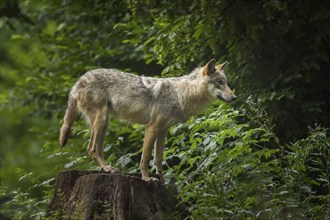 Wolf (Canis lupus), standing on a tree stump in forest, summer, Germany, Europe