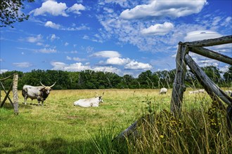 Hungarian Grey Cattle near Lenzen Elbe, Brandenburg, Germany, Europe