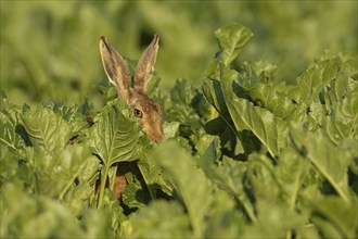 Brown hare (Lepus europaeus) adult animal in a farmland sugar beet field in the summer, Suffolk,