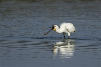 Eurasian spoonbill (Platalea leucorodia) adult bird feeding in a lagoon, Lincolnshire, England,