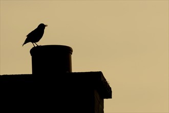 European blackbird (Turdus merula) adult male bird singing from an urban house chimney pot at