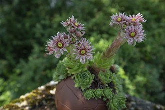 Flowering roof houseleek (Sempervivum tectorum), Bavaria, Germany, Europe