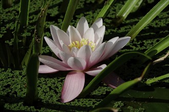 Water lily, September, Germany, Europe