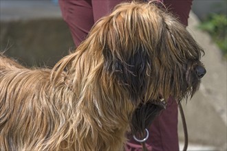 Portrait of a Briard, French dog breed, Mecklenburg-Vorpommern, Germany, Europe