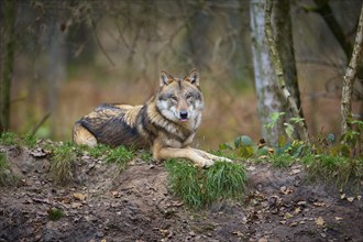 A gray wolf (Canis Lupus), lying on a grassy hill in the forest, looking ahead, surrounded by