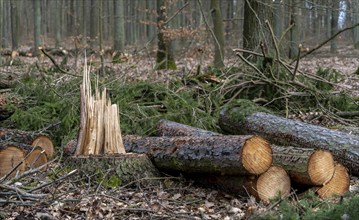 Detailed photo, forestry and clearing in the forest, Berlin, Germany, Europe