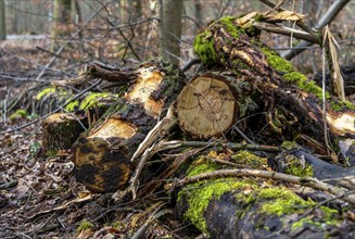 Detailed photo, forestry and clearing in the forest, Berlin, Germany, Europe