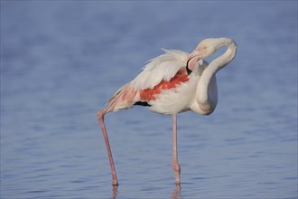 Greater flamingo (Phoenicopterus roseus) grooming its feathers, Camargue, Provence, southern France