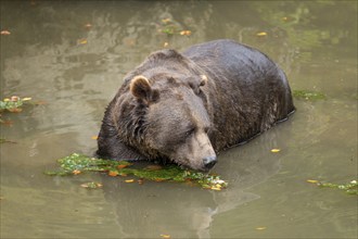 Brown bear (Ursus arctos) standing in the water, captive, Germany, Europe