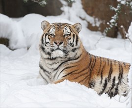 Siberian tiger (Panthera tigris altaica) lying in the snow, captive, Germany, Europe