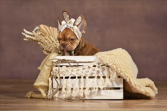 Mocca French Bulldog dog puppy with lace bunny ears in box in front of brown background