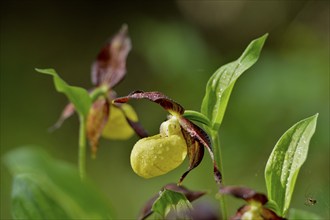 Close-up of lady's-slipper orchid (Cypripedium calceolus) in a forest in spring, Bavaria, Germany,