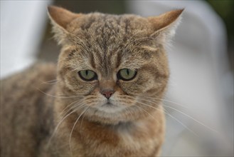 Portrait of a domestic cat, North Rhine-Westphalia, Germany, Europe