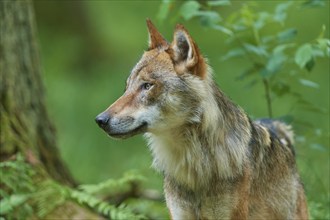 Gray wolf (Canis lupus), portrait, in the forest in summer, Germany, Europe