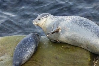 Harbor seal, phoca vitulina vitulina. Female seal and baby resting on a rock by the sea and