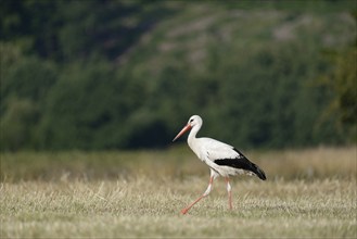 White stork (Ciconia ciconia) foraging in a mown meadow, North Rhine-Westphalia, Germany, Europe