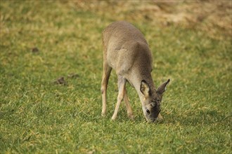 European roe deer (Capreolus capreolus) fawn in winter coat eating in the meadow, Allgäu, Bavaria,