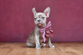 Lilac Brindle French Bulldog dog puppy with burgundy ribbon sitting in front of studio background