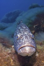 Portrait of dusky grouper (Epinephelus marginatus) (Mycteroperca marginatus) in the Mediterranean