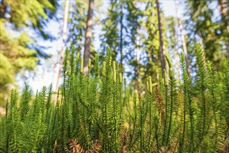 Interrupted club-moss (Spinulum annotinum) growing on the forest floor in a pine woodland at summer