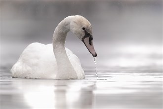 Young mute swan (Cygnus olor) swimming on the lake, in the mist, drinking, water running from the