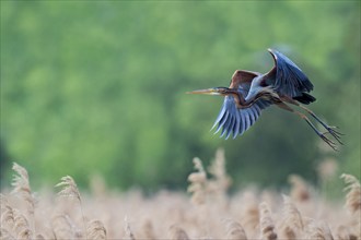 Purple heron (Ardea purpurea) in flight, Baden-Württemberg, Germany, Europe