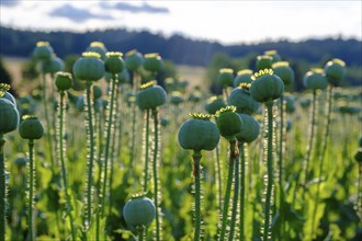 Poppy, (Papaver somniferum), poppy capsule, poppy field, Waldviertel grey poppy, poppy village