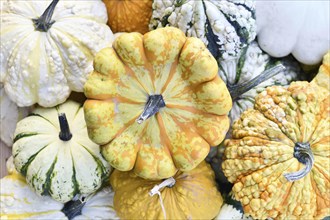 Top view of yellow and orange 'Patisson Strie Melange' squash