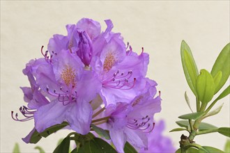 Rhododendron flowers (Rhododendron Homer), purple flowers, in a garden, Wilnsdorf, North