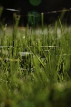 Meadow in October with spider webs, Saxony, Germany, Europe