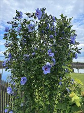 Althaea officinalis, rose mallow, shrub mallow, garden mallow, Syrian mallow, Sharon rose, festival