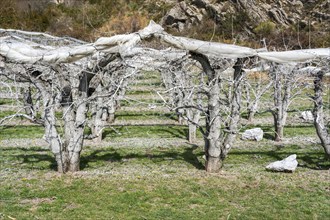 Plantation, apple, tree, apple tree, agriculture, spring, Provence, France, Europe