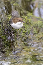 White-throated Dipper (Cinclus cinclus), at a torrent with larvae in its beak,