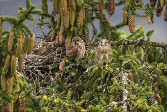 Common kestrel (Falco tinnunculus), two young birds not yet able to fly sitting on a branch outside