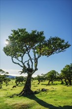 Centuries-old til trees in fantastic magical idyllic Fanal Laurisilva forest on sunset. Madeira