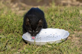 Domestic cat, 8-week-old kitten, Vulkaneifel, Rhineland-Palatinate, Germany, Europe